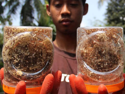 recipe made from ants' egg