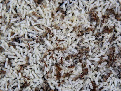 recipe made from ants' egg