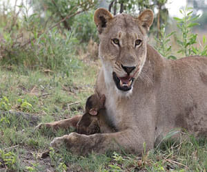 lions to move etawah safari