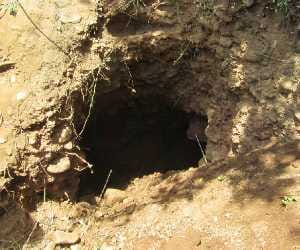 Sensational: police get 27 feet tunnel in Bushes