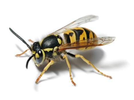 bees attack, bite 8 students and 5 other people