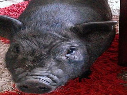 pet pig killed in slaughter house