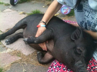 pet pig killed in slaughter house