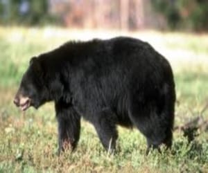 three people injured in bear attack