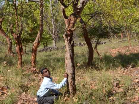 laughing tree in kaladhungi