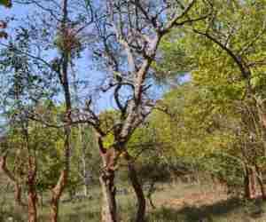 trees in danger due to lack of tree guard