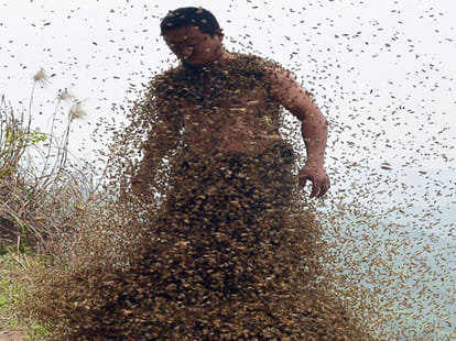  beekeeper cover with half a million bees for a world record