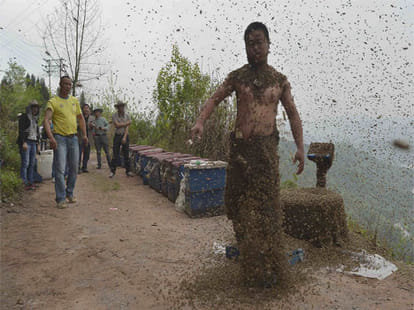 beekeeper cover with half a million bees for a world record