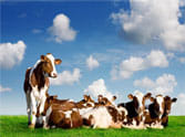 Dairy operator