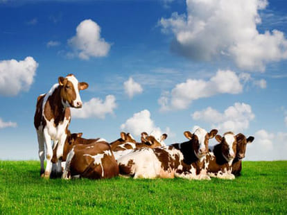two year cow giving milk