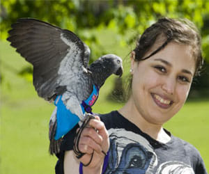 parrot saves mugger by flapping its wings