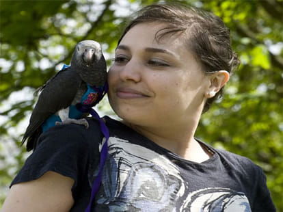 parrot saves mugger by flapping its wings