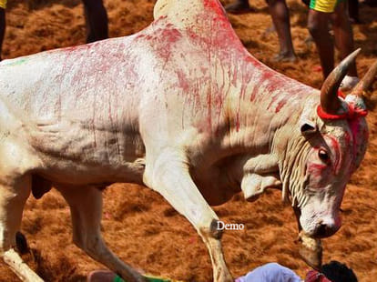 dogs killed child in up