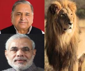 lucknow Zoo lions moved to etawah safari