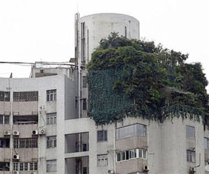 penthouse covered with greenery