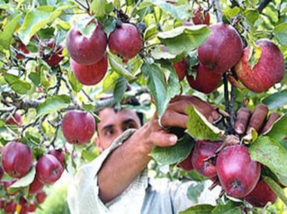 apple packing: producers raised question on govt decision