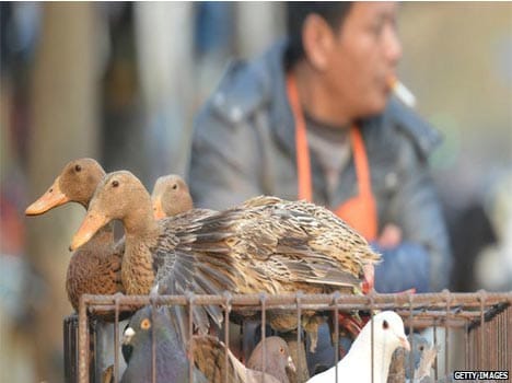 Knock the bird flu in Japan one's again
