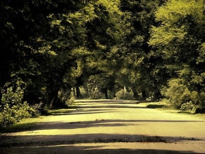 8 year old girl gang-raped, hanged from tree in West Bengal