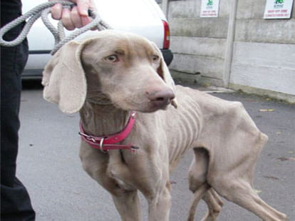 couple starved pet dog to death