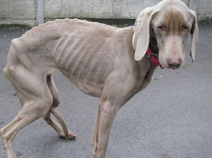 couple starved pet dog to death