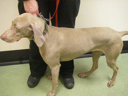 couple starved pet dog to death