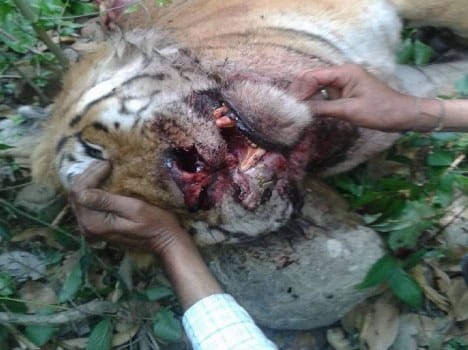 tigress dead body found in river