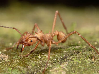 villagers took revenge on theives by lashing them with deadly ants