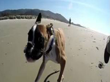 when two legged puppy runs fot the first time on beach