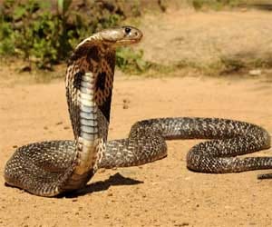 who is the enemy 