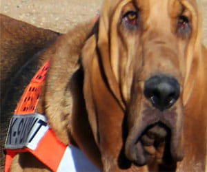 dog becomes the mayor of this small town of colorado