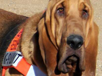 mother who bits off dog's ears to save daughter