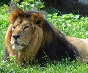 royal lifestyle of lions in lion safari