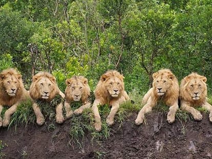 royal lifestyle of lions in lion safari