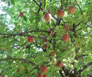 farmers yet not received crop insurance.