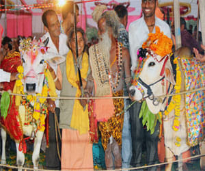 cow marries a bull 