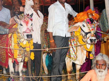 cow marries a bull 