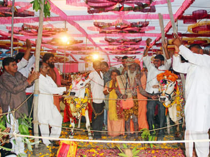 cow marries a bull 