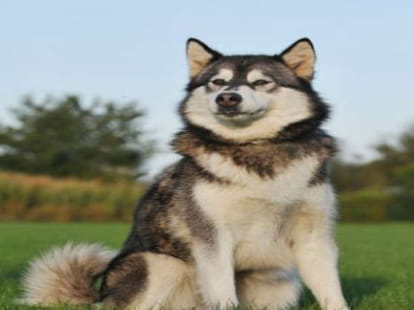 man who lives life of a dog voluntarily