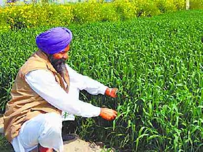 valley farmers left wheat and paddy cultivation 