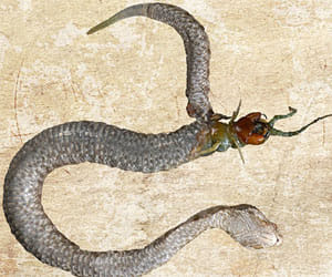 centipede kills snake