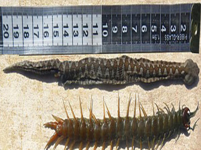 centipede kills snake