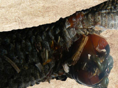 centipede kills snake