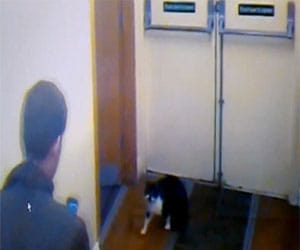 man beats cat badly for no reason