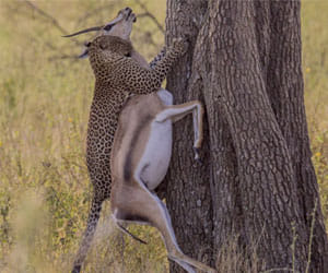 deer in danger