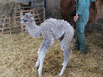 mystery as female camel delivers a baby without any contact with male camel 