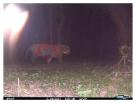 murder mystery of largest tiger