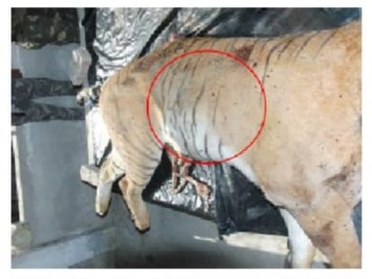 murder mystery of largest tiger