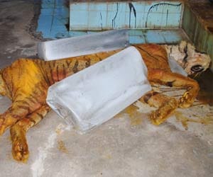 tiger died in bhiwani