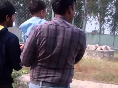 tiger died in bhiwani