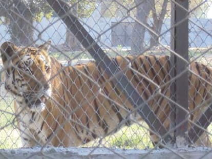 tiger died in bhiwani